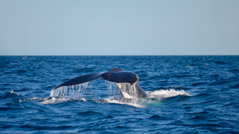 Whalet tail diving into the Banderas Bay