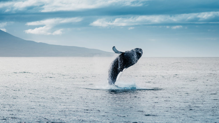 Humpback whale breaching by Puerto Vallarta