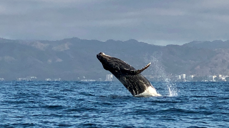 whale breaching