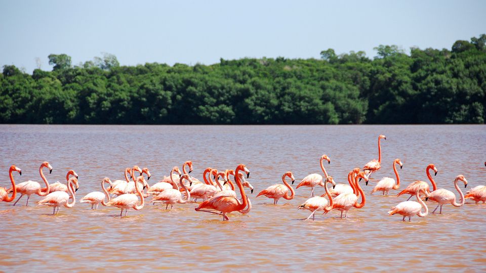 Flamingoes at Isla Hobox in the Mexican Caribbean