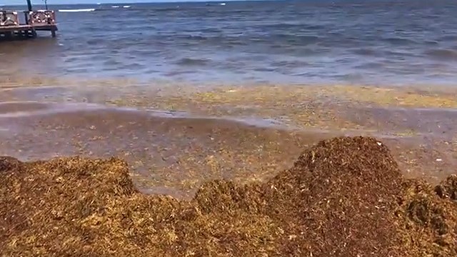 Cancun beach with sargassum