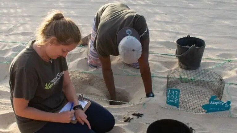 people wotking on turtle nests in Los Cabos beach