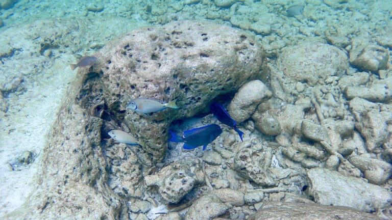 Fish at the cacel beach shallow waters