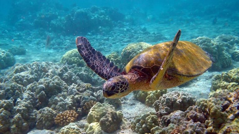 Sea turtle in Akumal