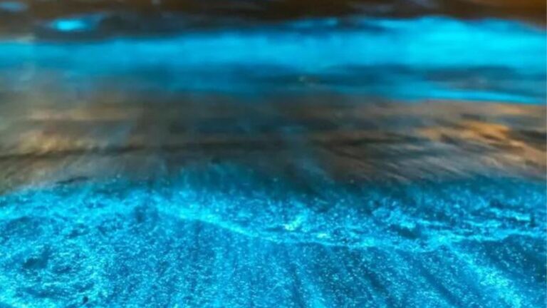 Blue bioluminiscence on the beach