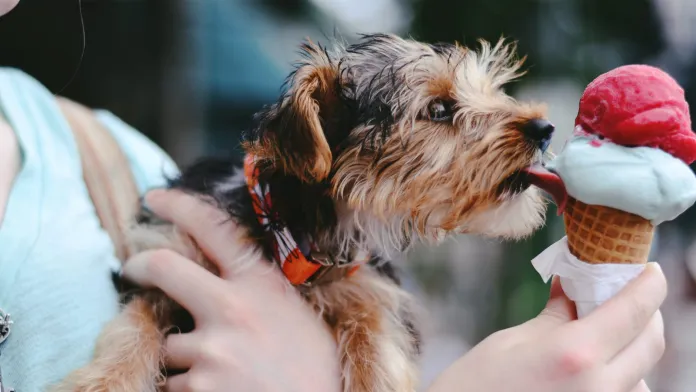 dog licking an ice-cream cone