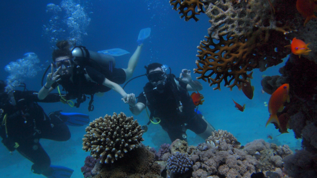 Fishes in coral reefs