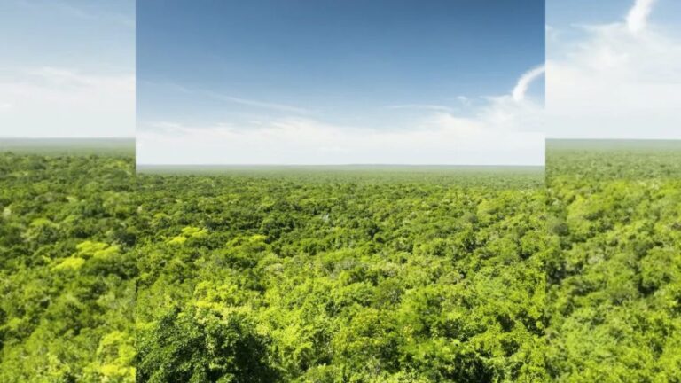 Wetlands in Quintana Roo