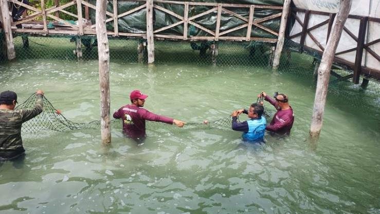 Workers tending to manatee in a pool