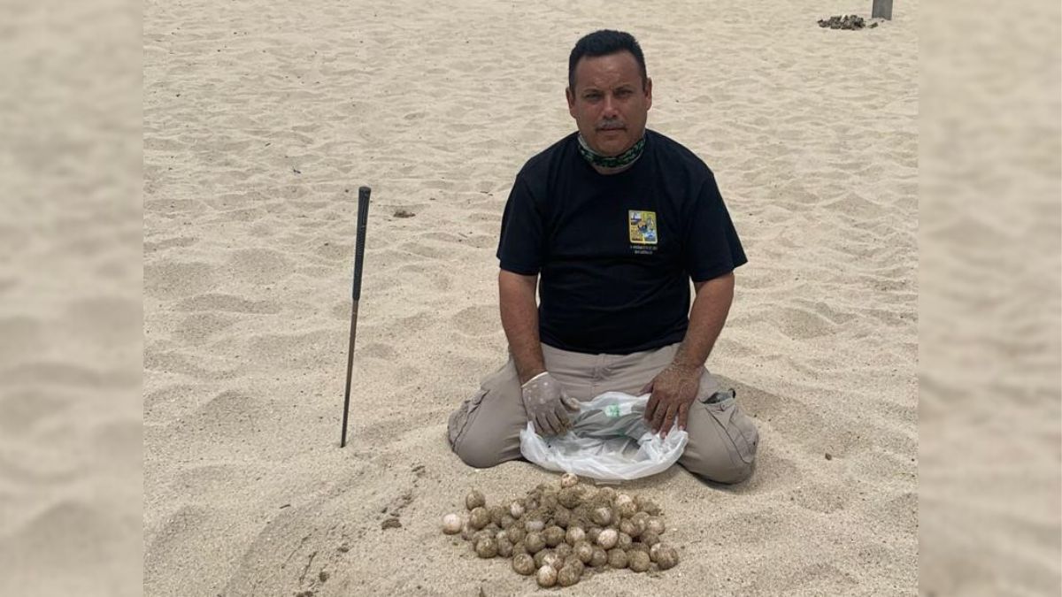 MAn with sea turtle eggs on Los Cabos beach