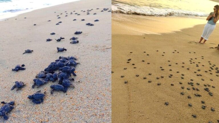 sea turtles on Los Cabos beach