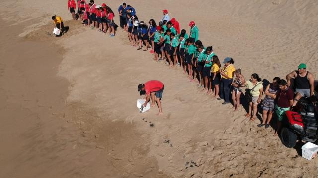 People lining up on the beach to release turtles