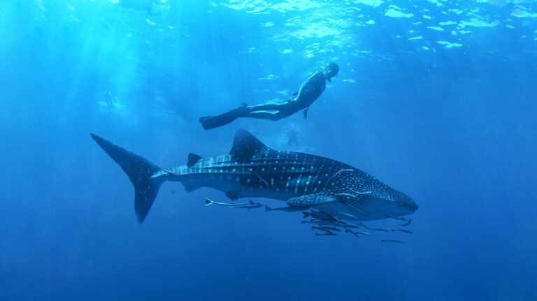 person swimming with whale shark