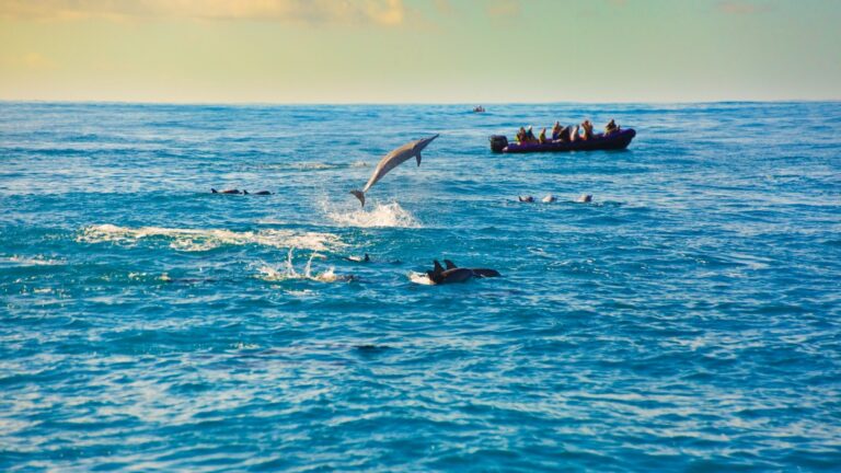 Dolphins swimming along some boats