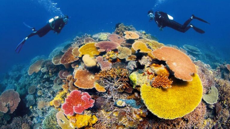 Divers by the corals of the Mesoamerican Reef