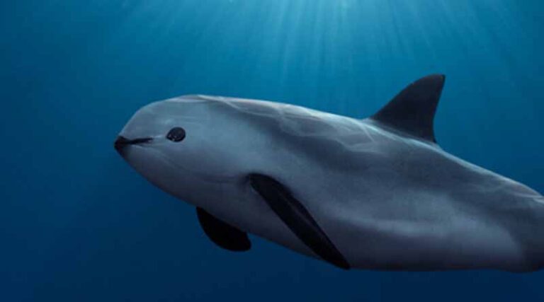 vaquita porpoise in the Gulf of California