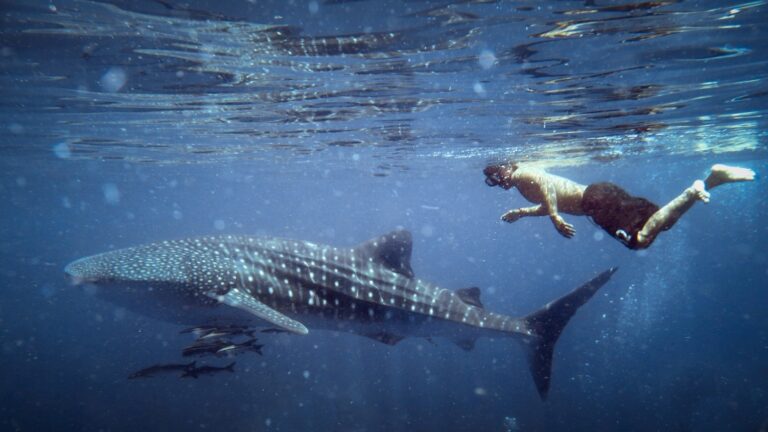 Man swimming with whale sharks