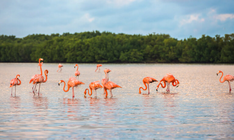 Flamingos in the pink lakes in Yucatan, Mexico