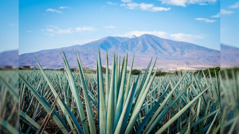 Agave landscape in Tequila, Jalisco