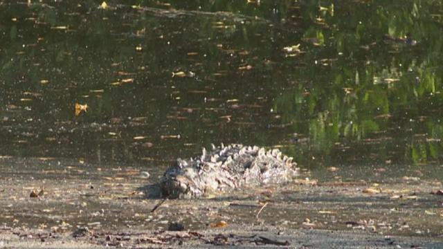 Crocodile in Bahia de Banderas