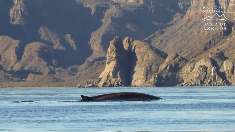 Whale swimming in the waters of Loreto Bay