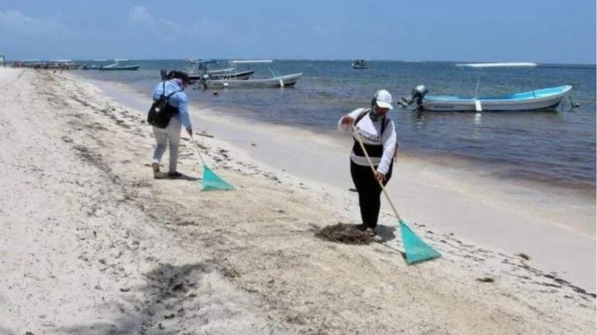 Two workers claening sargassu from Puerto Morelos beach