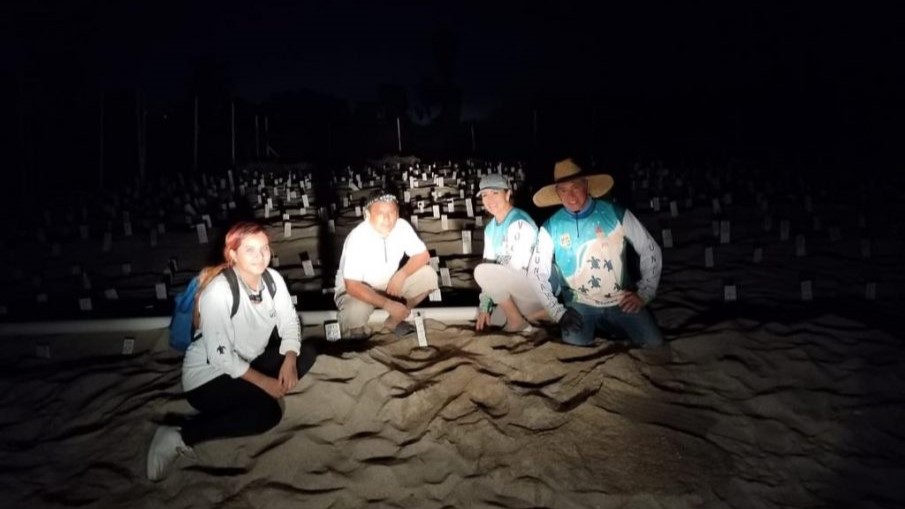 volunteers saving sea turtles nests in Los Cabos