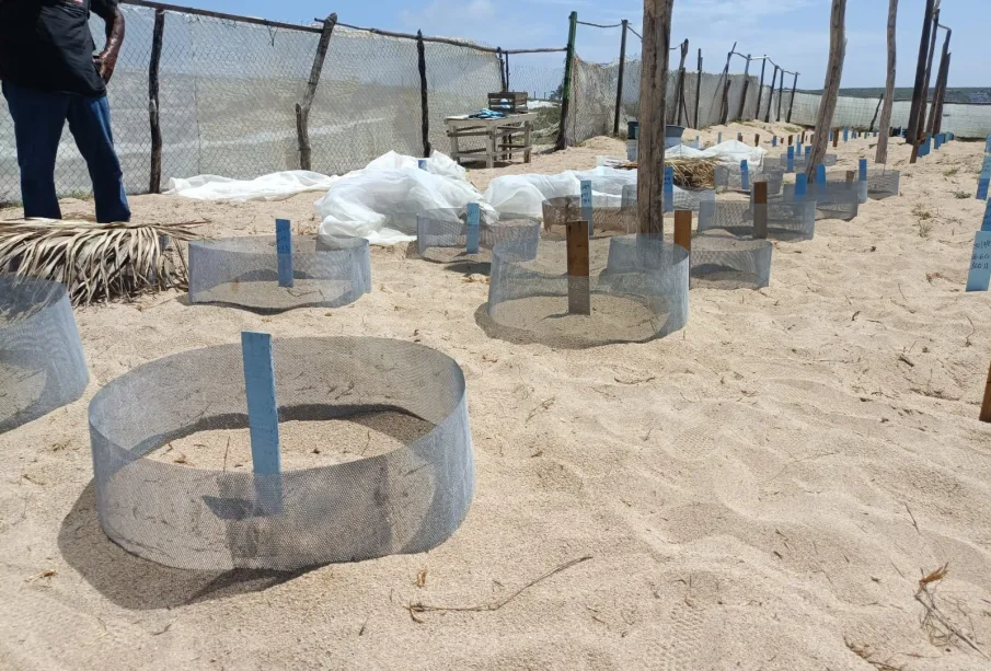 Turtle nests before turtle release season