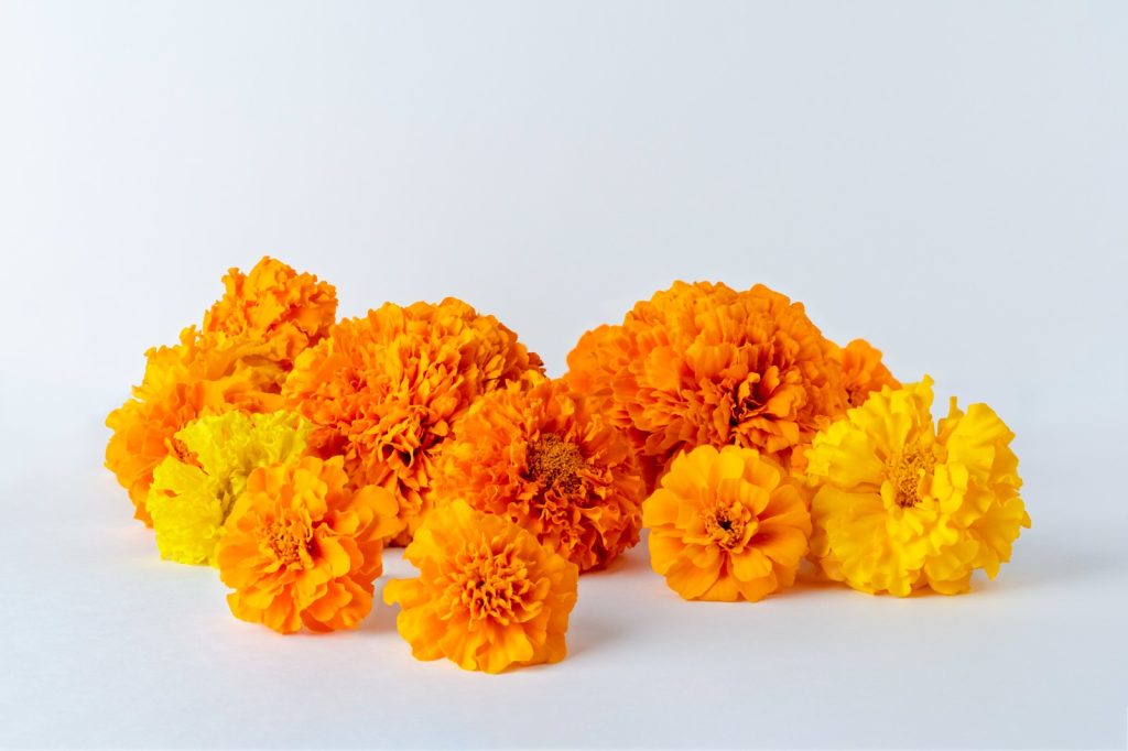 Marigold flowers