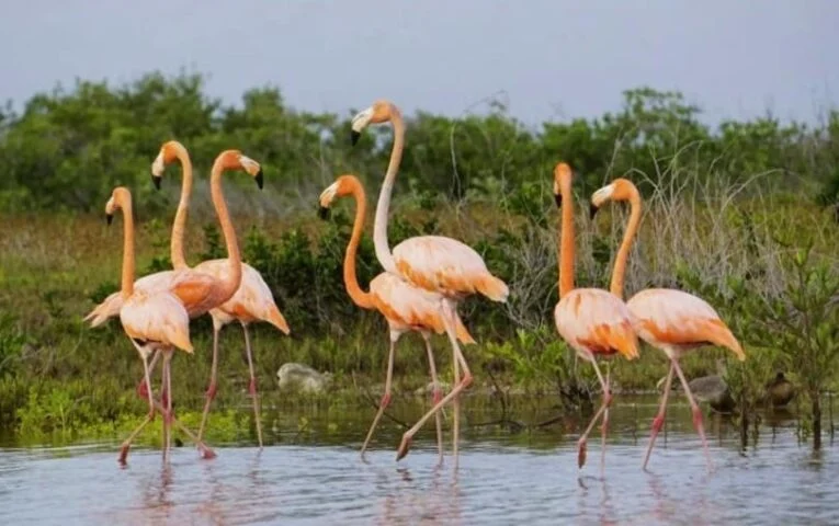 Pink flamingos at Cozumel lagoon