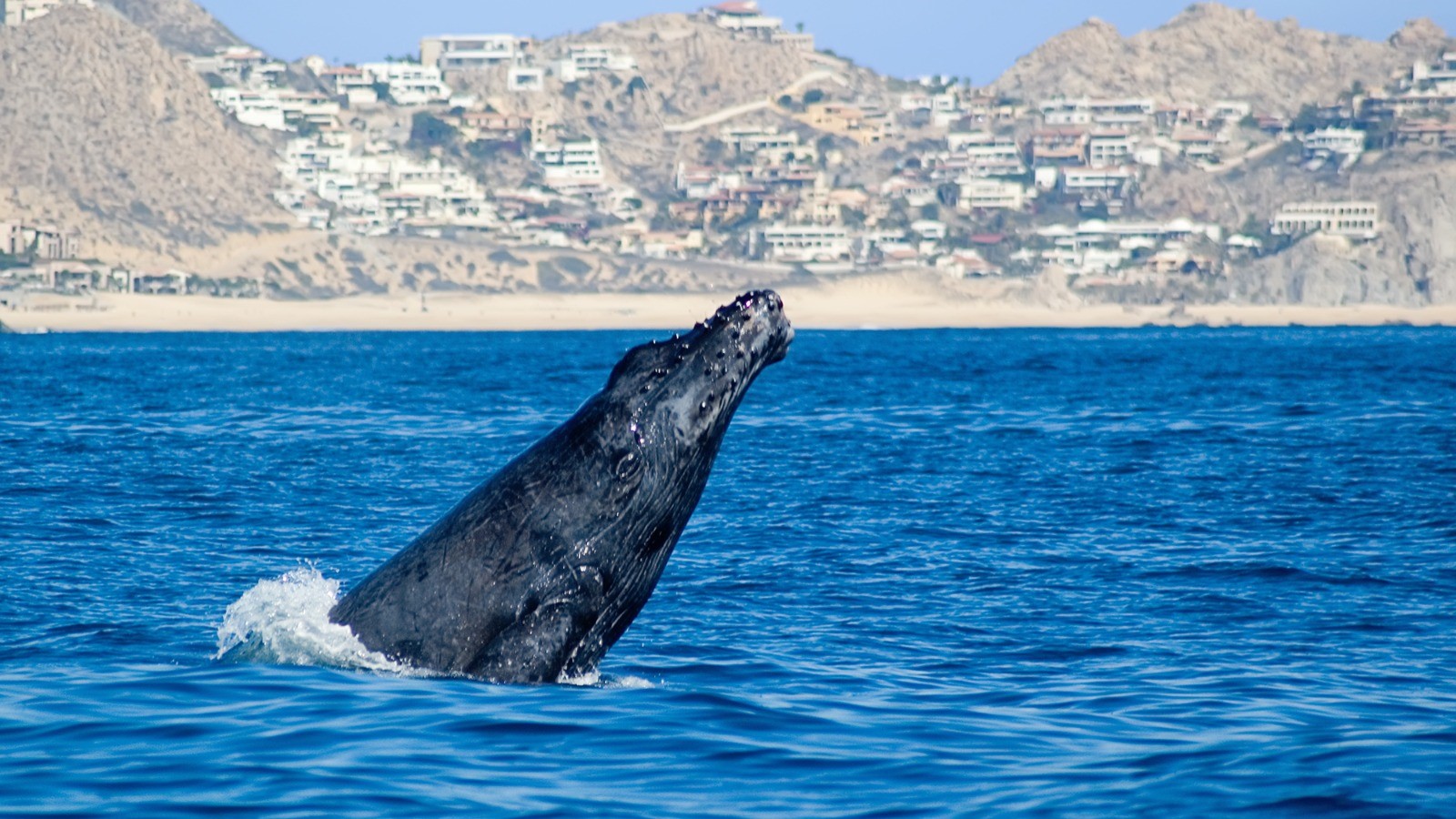 Whale breaching off Los Cabos beach