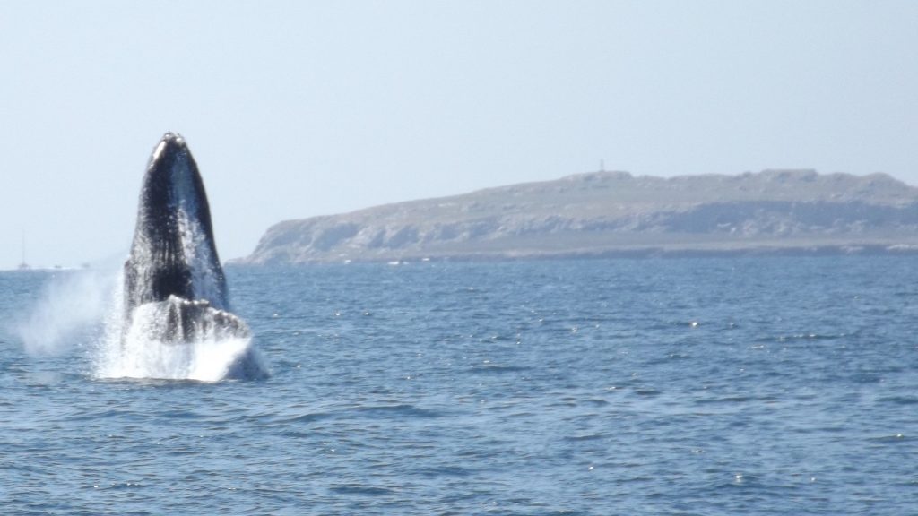 Whale breaching at Riviera nayarit and Banderas Bay