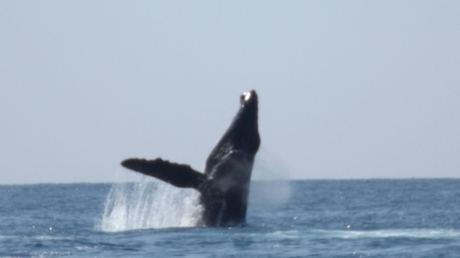 Whale breaching at Riviera nayarit and Banderas Bay