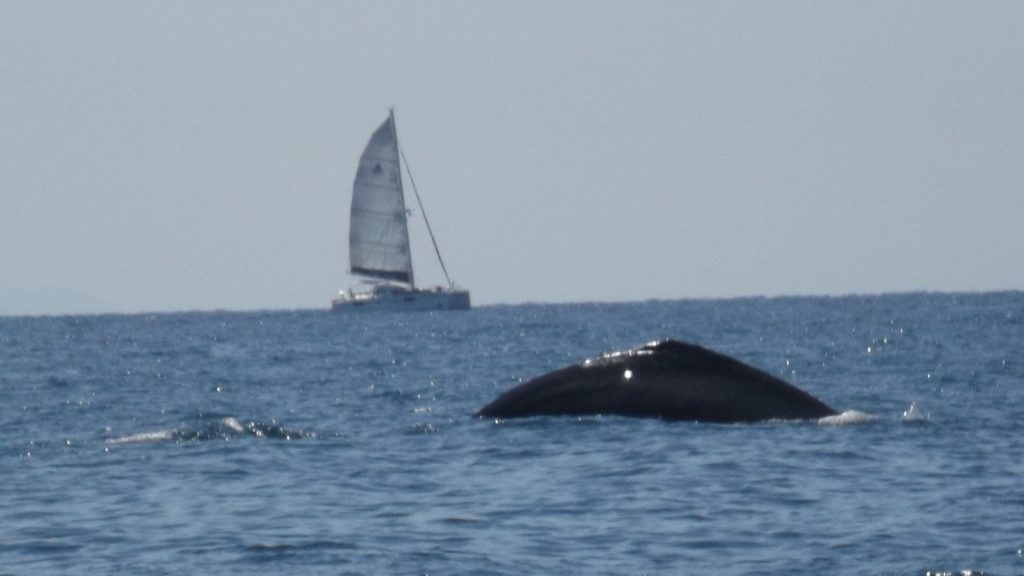 Whale breaching at Riviera nayarit and Banderas Bay