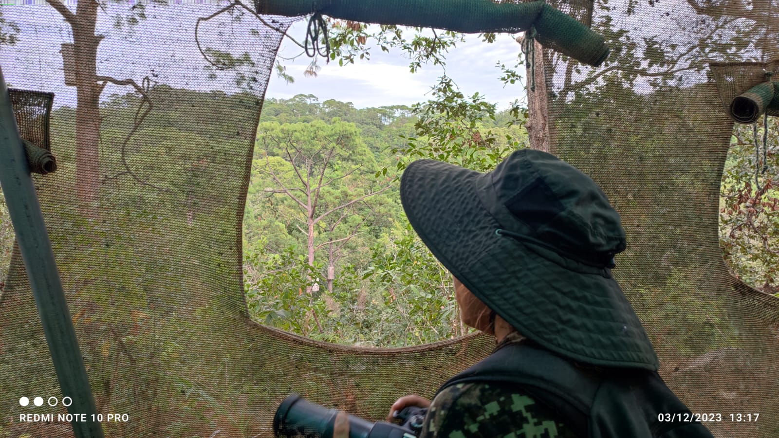 Military Macaw observation