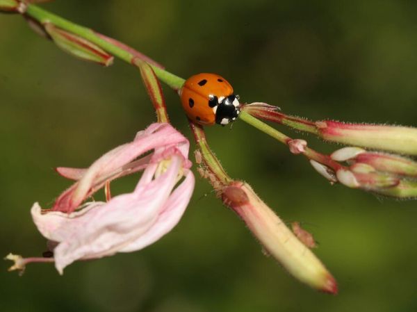 Winning the War on Pests: An Organic Battle Plan for Your Summer Garden