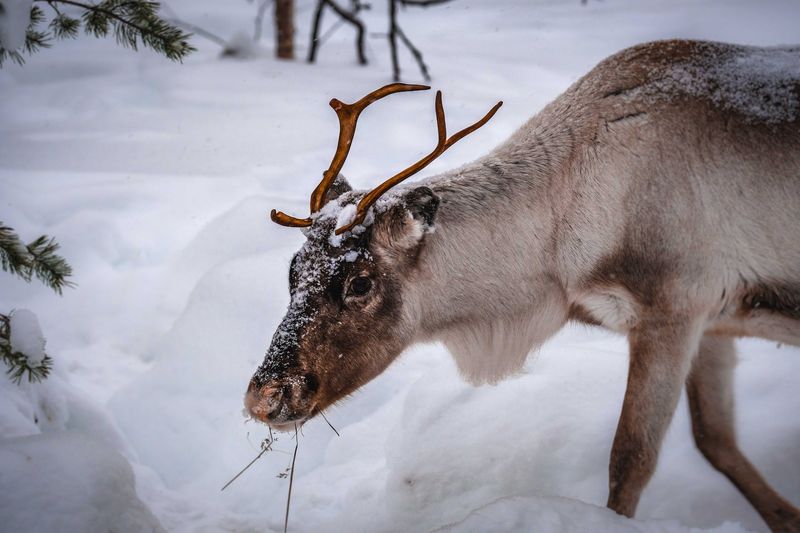 Crafting Your Itinerary to Lapland with GetTripTip.com