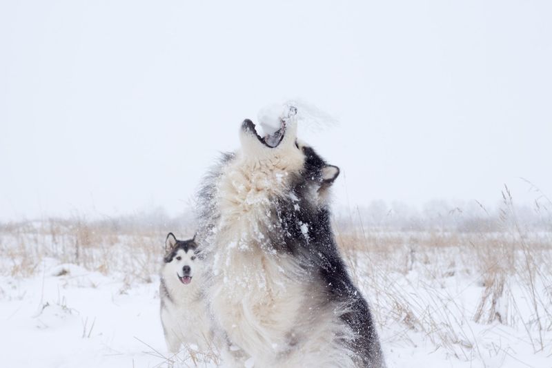 Lapland - Snow Adventures: Snowmobiling and Ice Fishing with GetTripTip.com