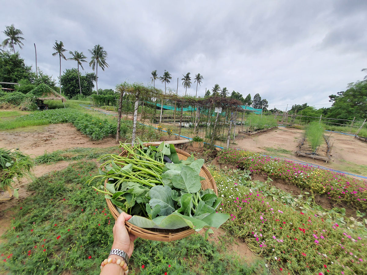 สำเภาฟาร์ม