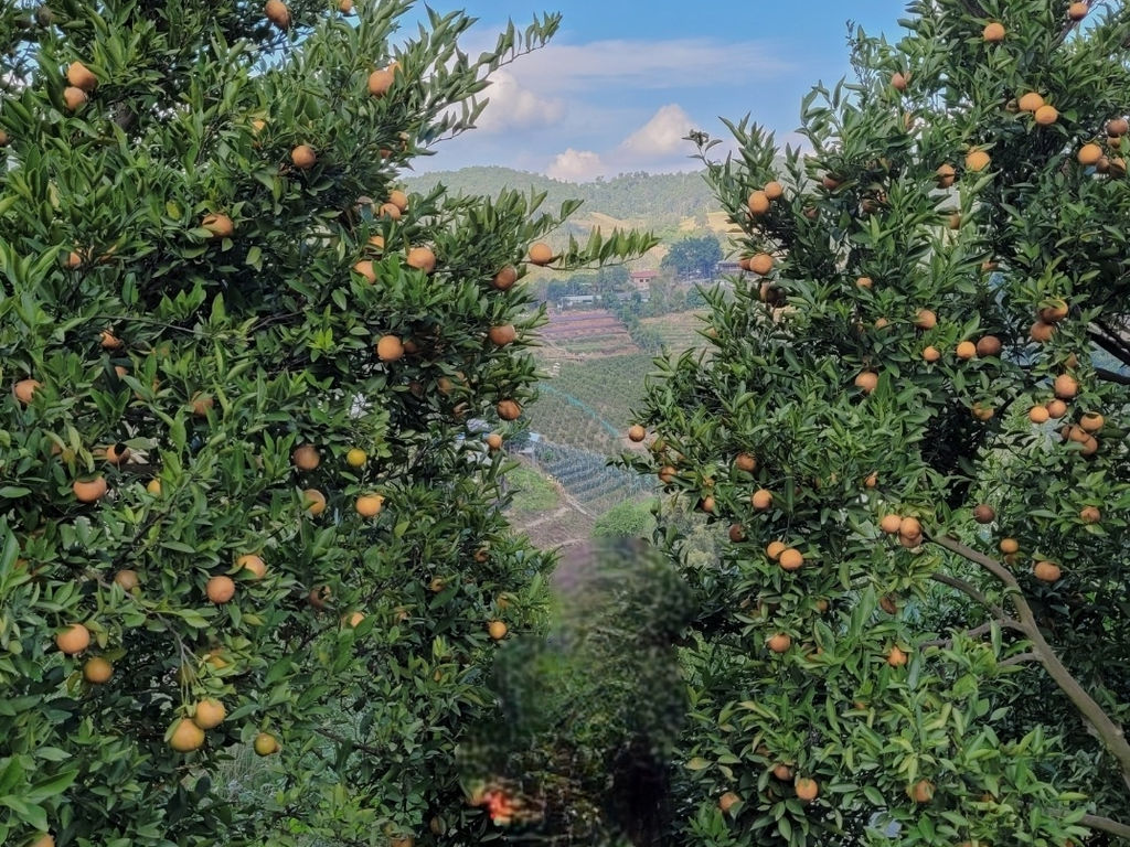 JINJU the orange farm สวนส้มจินจู | ดูข้อมูลที่เที่ยวบน TripNiceDay