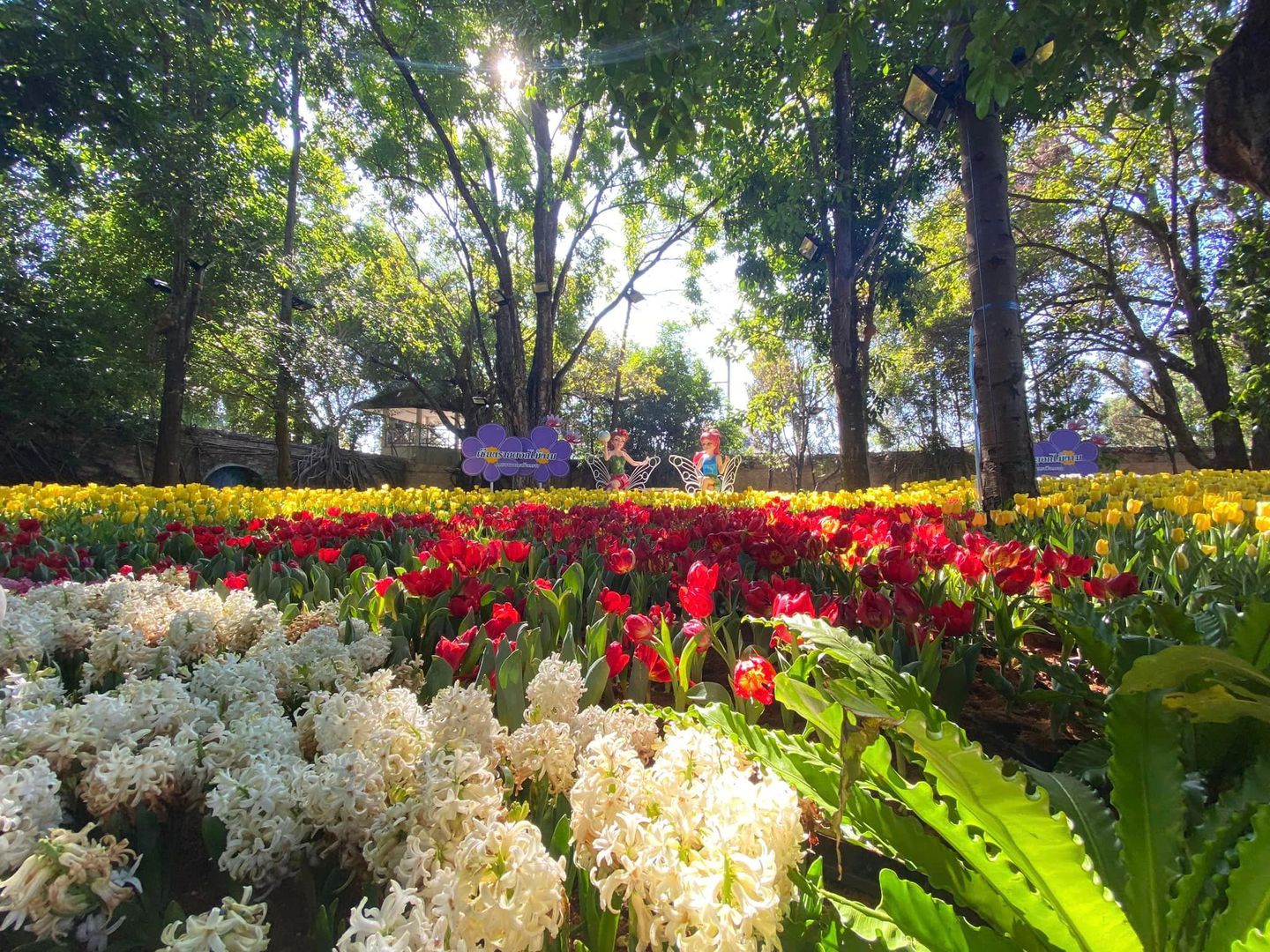 สวนตุงและโคมเฉลิมพระเกียรติ 75 พรรษา | ดูข้อมูลที่เที่ยวบน TripNiceDay