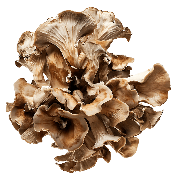 פטריית מאיטקה טרייה – אשכול מאיטקה (Maitake) בוגר, מרהיב ועסיסי