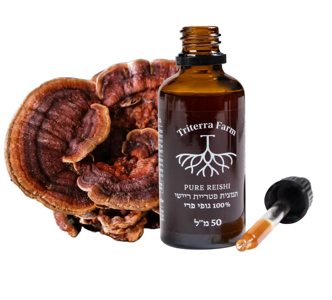 פטריית ריישי פטריית ריישי