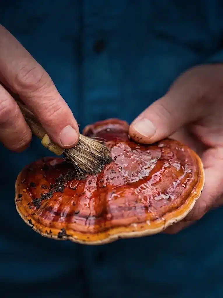 Shlomi Hayun cleaning a fresh reishi mushroom at Triterra Farm