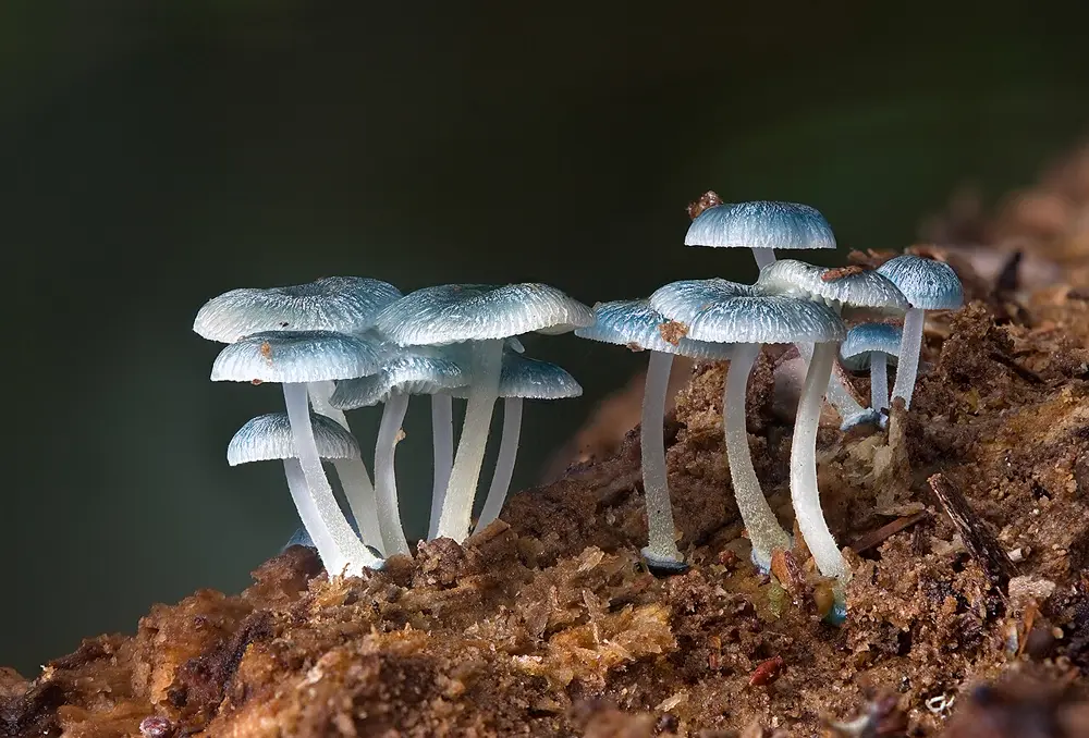 פטריות Mycena interrupta קטנות בצבע כחול על גזע