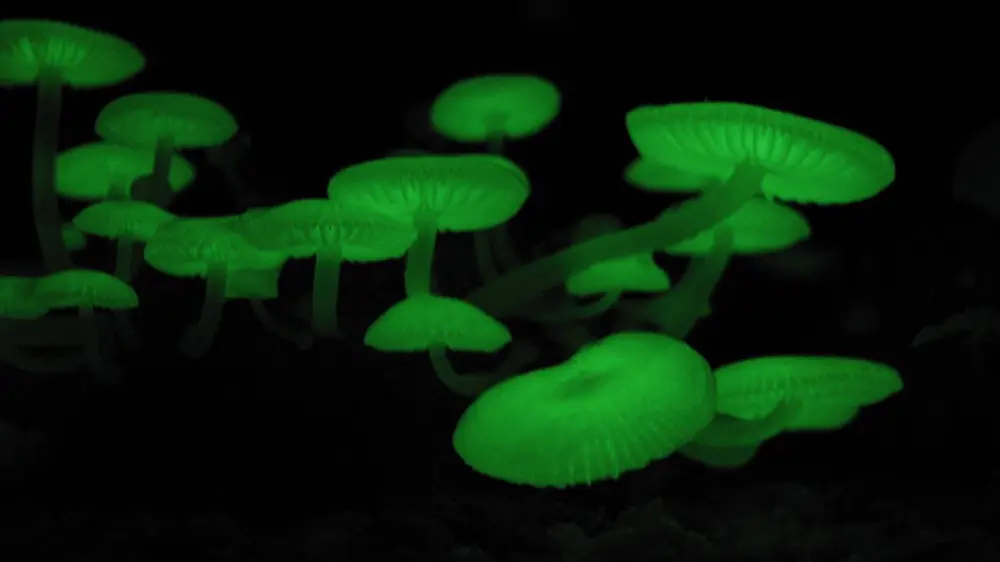 פטריות Mycena chlorophos זוהרות בירוק ביער ביפן