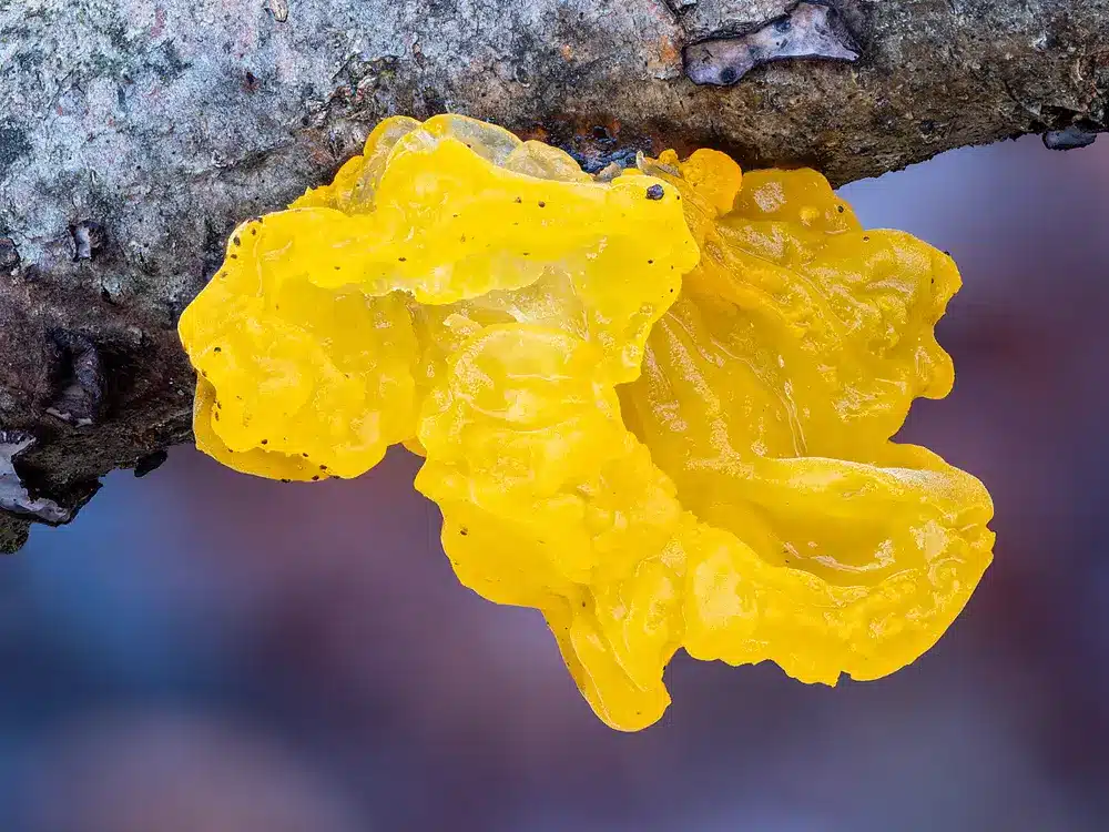 פטריית ג'לי זהובה מהמין Tremella mesenterica על ענף
