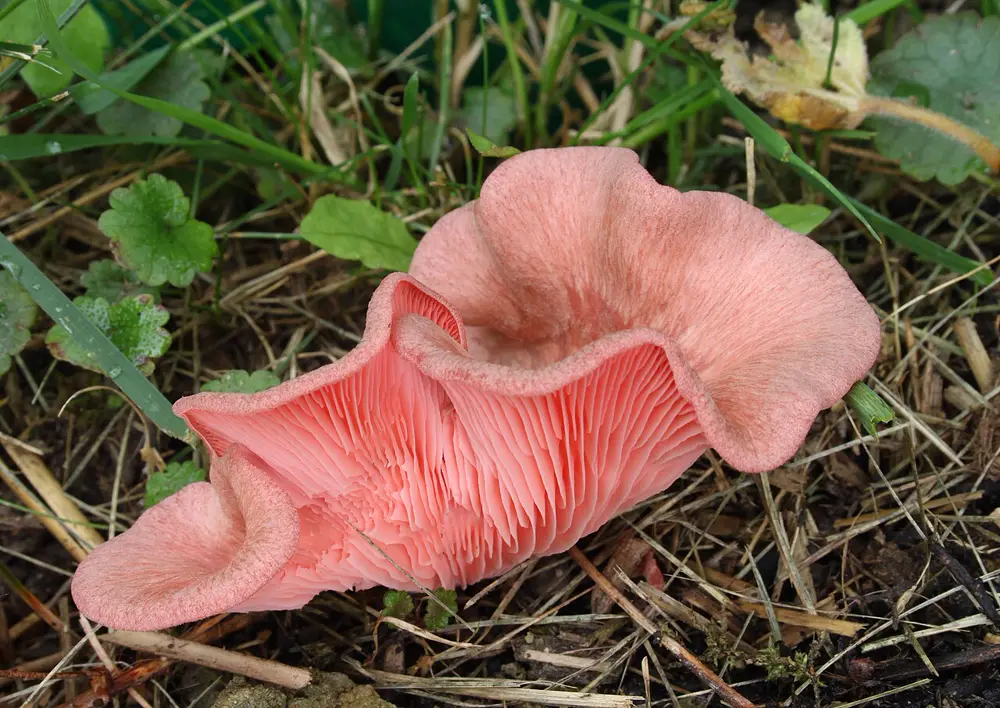 אשכול צדפיות ורודות מהמין Pleurotus djamor