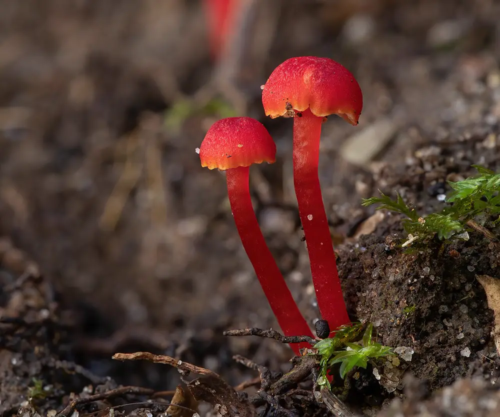 פטריות שעווה אדומות קטנות מהמין Hygrocybe miniata