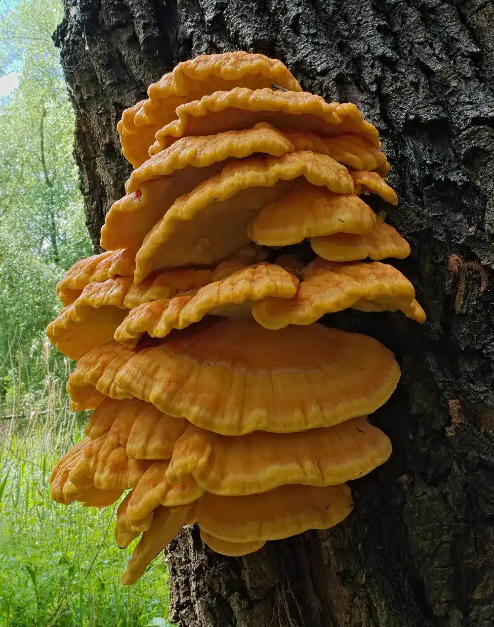פטריית מדף צהובה-כתומה מהמין Laetiporus sulphureus על גזע עץ
